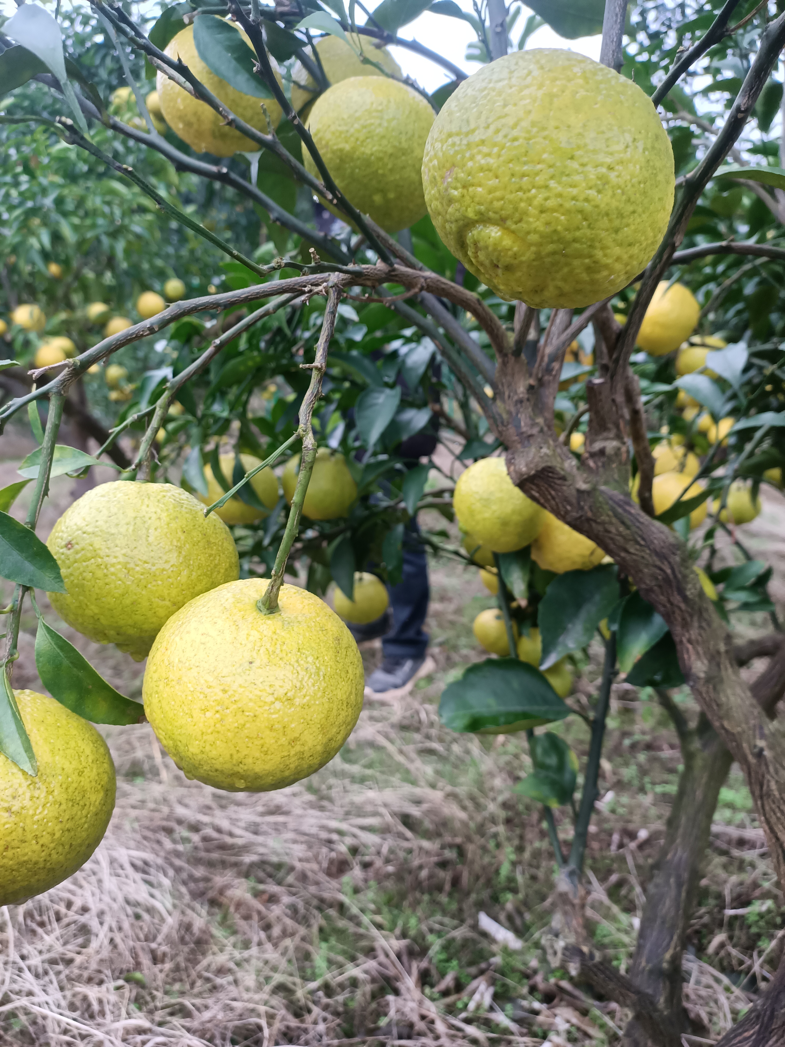 绥宁县伙计哥黄金贡柚6570mm10斤礼盒装