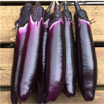 湖南耒阳茄子48斤