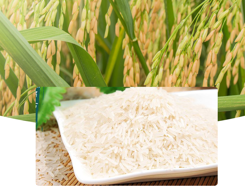 溆浦县绿之然大米系列优质大米湘晚13号5kg装