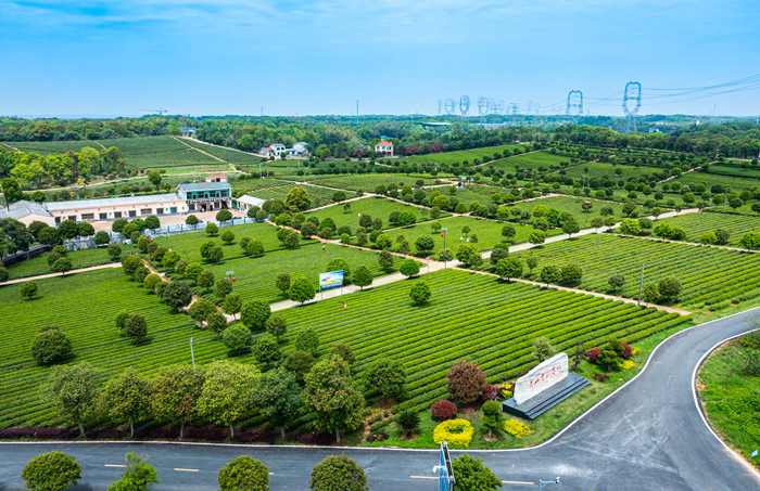 望城区乌山贡茶望城十景绿茶500克