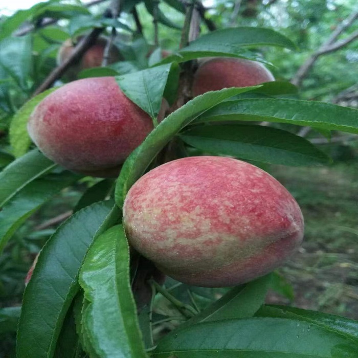 衡山县萱洲镇猪血桃10斤包邮直发