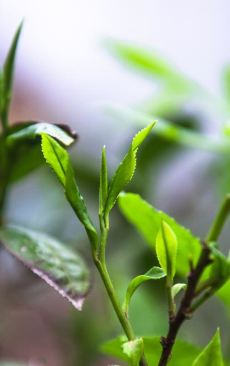 新邵县曾匠宝庆桂丁茶1盒