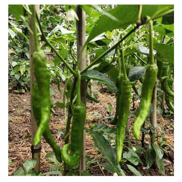 衡阳县 田农蔬菜 本地青辣椒 8元/斤