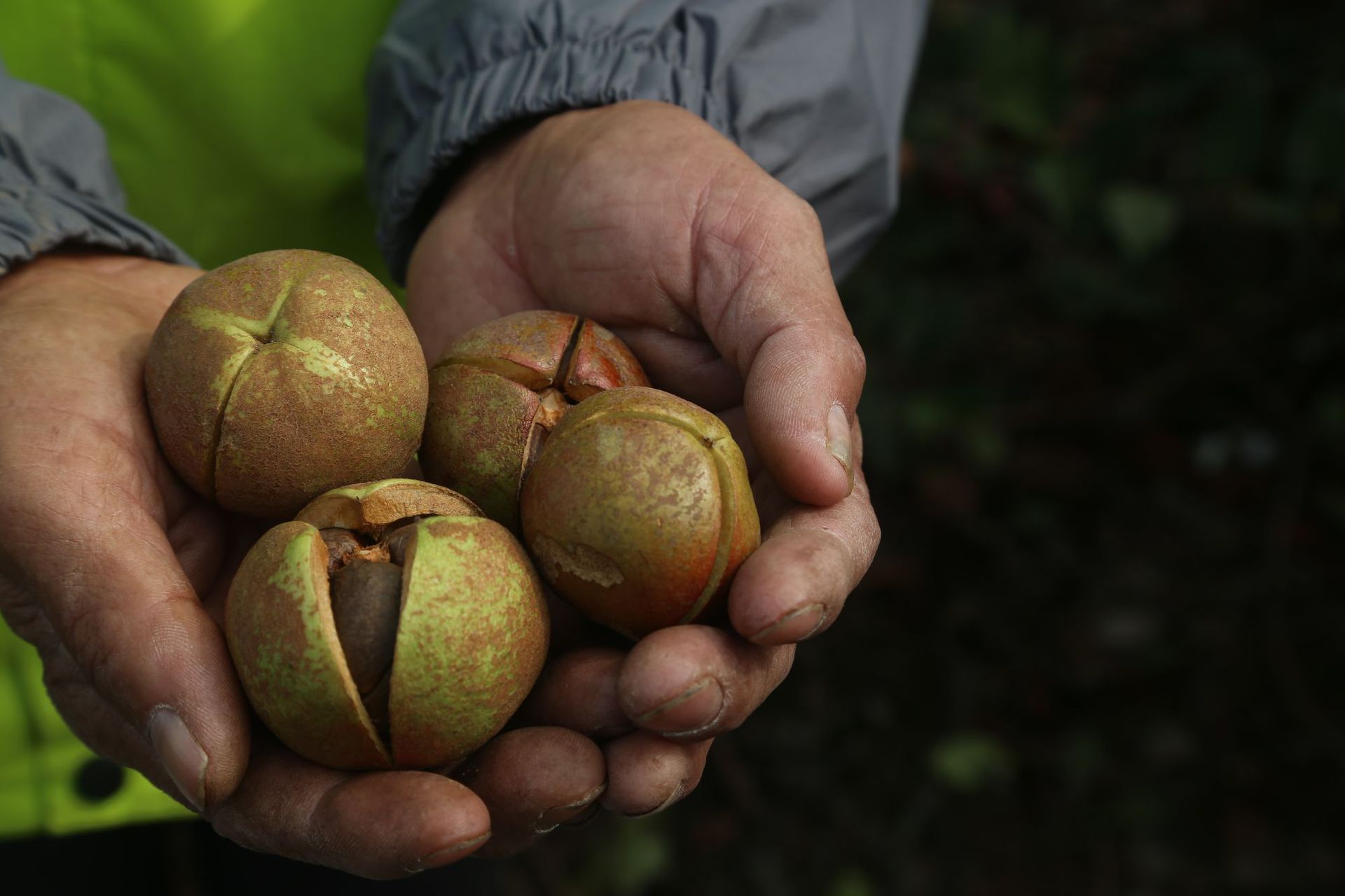 浏阳市农家自榨野生茶籽油山茶油500g